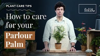 Parlour Palm Plant Care Tips 🌿 Chamadorea elegans  foli8 [upl. by Abby]