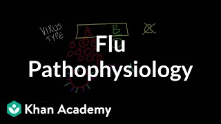 Flu Pathophysiology [upl. by Atiker]