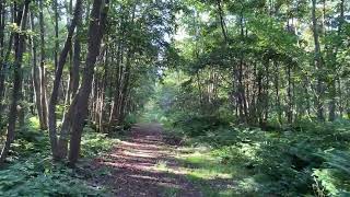 Renesse walking route  Netherlands 🇳🇱 Summer 2024 [upl. by Yerffej795]