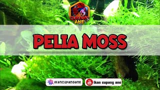 Tanaman Aquascape Pelia Moss [upl. by Mcdade131]