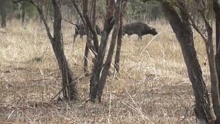 bufallo walking in the miombo woodland Mikumi np [upl. by Hekker]