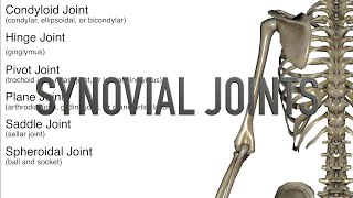 Synovial Joints  Quiz [upl. by Isborne]