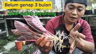 Belum genap 3 bulan bongkar hasil potong pucuk aglaonema tanpa akar ternyata akar sudah gondrong [upl. by Ayot152]