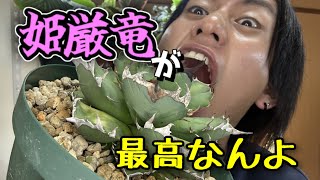 チタノタ買うならまず姫厳竜でしょ！アガベ紹介動画 [upl. by Gamin]