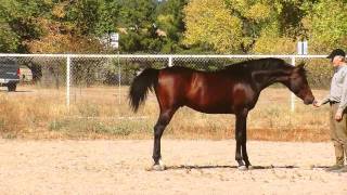 Foothills Arabians quotFresh Printsquot Registered Arabian Stallion At Liberty by David James Baker [upl. by Fernande]