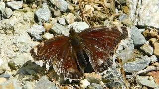 nymphalis antiopa  butterflies of Greece [upl. by Neyu]