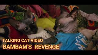 TALKING CAT VIDEO  BAMBAMquotS REVENGE [upl. by Rick592]