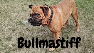 Bullmastiff  The Chill Dog Breed [upl. by Neelyaj]