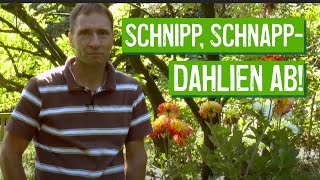 Dahlien richtig schneiden  Der Grüne Tipp kompakt [upl. by Gnanmas]