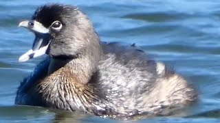 Grebe bird swimming amp diving call sound  Pied billed [upl. by Rogozen]