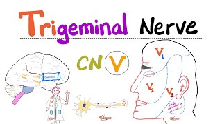 Trigeminal Nerve5th Cranial Nerve CN V — Ophthalmic V1 Maxillary V2 and Mandibular V3 [upl. by Yleak]