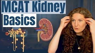 MCAT Biology Kidney Essentials [upl. by Ardnued262]