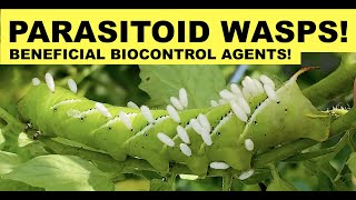 PARASITOID WASPS EAT HORNWORM ALIVE BIOLOGICAL CONTROL IN ACTION Braconid Wasps Cotesia Congregata [upl. by Lefkowitz]