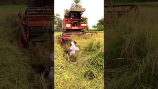 Harvesting cutting machine on man 😜shorts trending viralvideo [upl. by Eob]