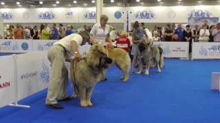 World Dog Show 2016 in Moskau Kaukasischer Owscharka Kaukase [upl. by Eeroc]