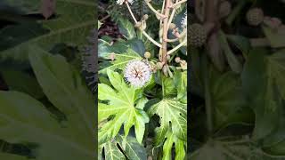 Fatsia japonica variegated blooms [upl. by Eyot901]