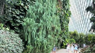 Cloud Forest walking track Singapore [upl. by Lienahs115]