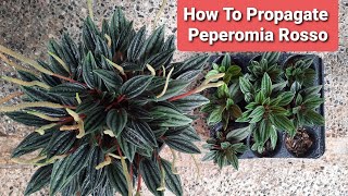 How To Propagate Peperomia Rosso with Updates [upl. by Tnomel5]