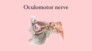 Anatomy of the eye Oculomotor nerve [upl. by Yrallam]