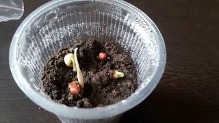 How to grow Cowpeas  Grow vegetables indoors [upl. by Kerwin636]