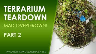 Rare Plant Terrarium Teardown Crazy Overgrown Part 2 [upl. by Blus]