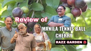 Manila Tennis Ball Cherry Review മനില ചെറിയെ പരിചയപ്പെടാം [upl. by Even97]