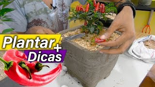 Como Plantar Pimenta em Vaso  DICAS E CUIDADOS [upl. by Dub]