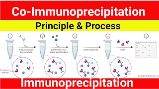 Co Immunoprecipitation  Immmunorecipitation  Co IP Assay Principle  Procedure  Technique [upl. by Tegdirb]