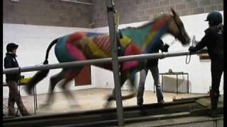 Hartpury College 2009  ESMA  Treadmill Gallop [upl. by Danny72]