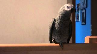 TALKING PARROT TALKS UNKNOWN FUNNY LANGUAGE SPRECHENDER PAPAGEI SPRICHT LUSTIGE UNBEKANNTE SPRACHE [upl. by Arahsal]