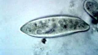 Paramecium Feeding [upl. by Lantha]