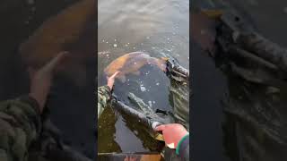 Beautiful Mirror carp 10kg fishing carpfishing [upl. by Ferd863]