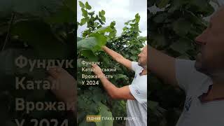 Відео відповідь на питання  а що Каталонський садівництво сад фундук agriculture саджанці [upl. by Ynaffit]