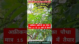 African mahogany tree farming in bihar farming agriculture hardwoodtree [upl. by Terej]