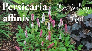 Persicaria affinis Darjeeling Red ground cover flowering red pink white plant [upl. by Aloap]