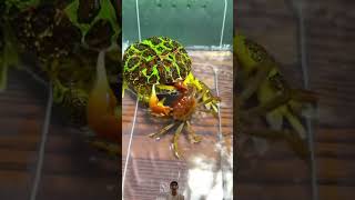 frog eats everything crab pinchedshorts funny whiteducks animals pets tigerlion frog [upl. by Rramel]