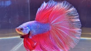 The International Betta Competition  magnificent fighting fish on show [upl. by Lessard]