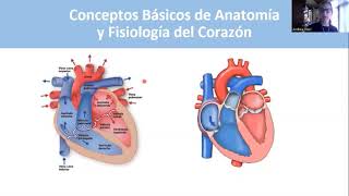 Clase Cardio  Parte 1 Vasculogénesis Campos cardiogénicos [upl. by Brottman301]