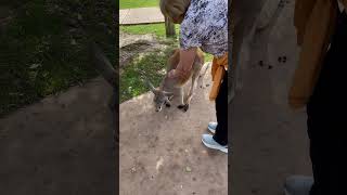 Pet a Kangaroo only when on sidewalk kangaroo shortvideo shorts short shortsfeed [upl. by Terbecki]