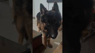 🥰dog cute funny puppy pets tiktok shorts short trending youtubeshorts viralvideo video [upl. by Airtemed]