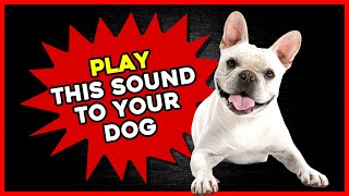 Play This Sound to Your Dog Crazy Sounds [upl. by Giamo990]