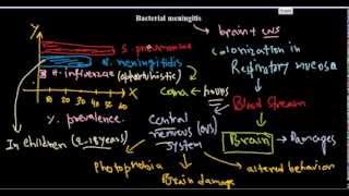 Bacterial meningitis [upl. by Pik]