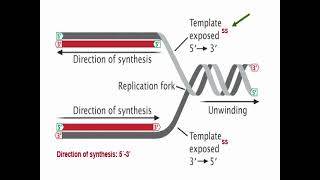 Types of DNA Replication [upl. by Laram]