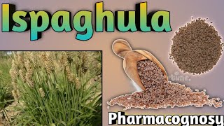 Pharmacognosy of Ispaghula [upl. by Ahtnamys161]