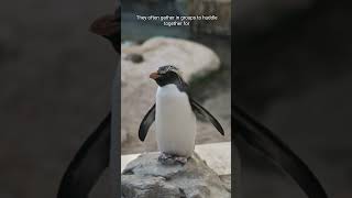 The Secret Life of Macaroni Penguins [upl. by Pris]