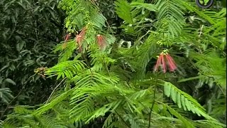 Calliandra Gliricidia Sesbania and Mulberry as proteinaceous fodders [upl. by Waylan16]