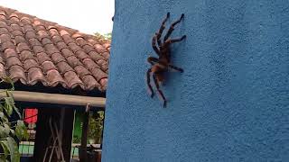 Cuidado com a Aranha Gigante no sitio Bonsucesso LimoeiroPE [upl. by Mashe]