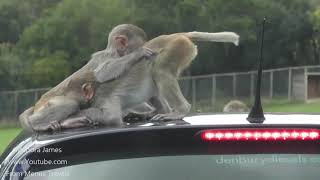 Monkey Drive Through At Longleat Safari Park [upl. by Balthasar900]