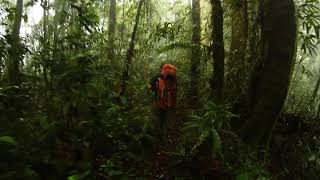 Walking along the Bukit Lintang Ridge Trail Sumatran Tiger Trek Kerinci [upl. by Seiuqram917]