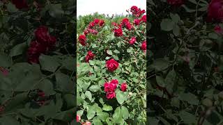 Kashmir  badam wari  Srinagar ytshorts yt travelphotography iphonevideograpy kashmir [upl. by Yllak805]